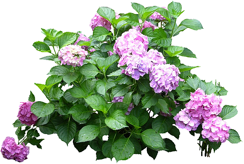 八仙花花卉png素材