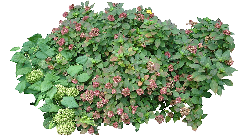 八仙花花卉png素材
