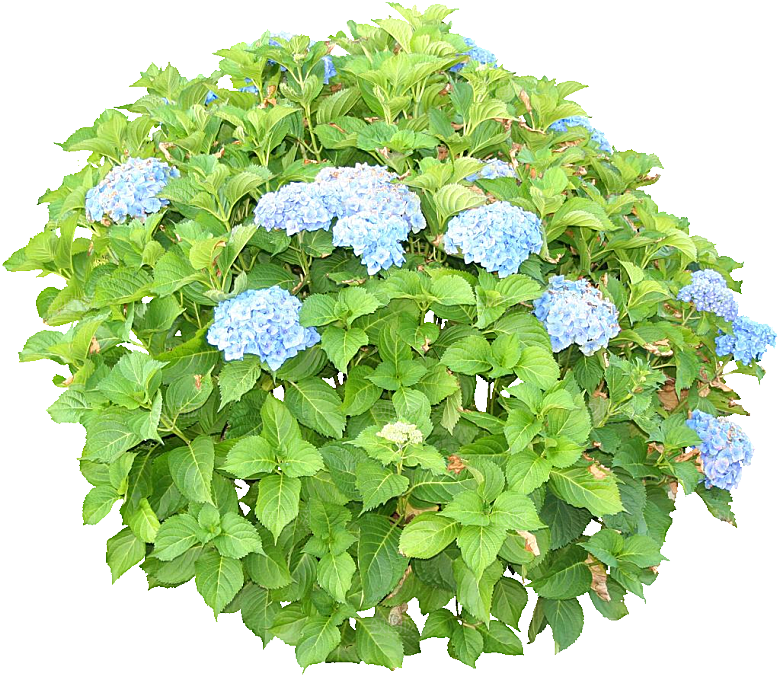 八仙花花卉png素材
