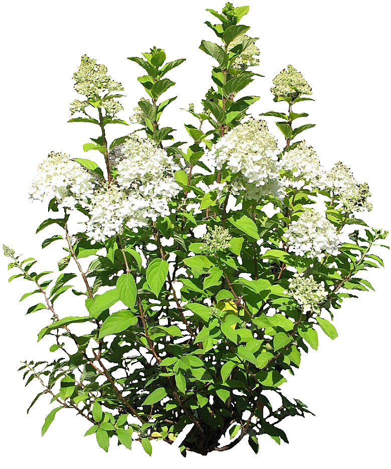 八仙花花卉png素材
