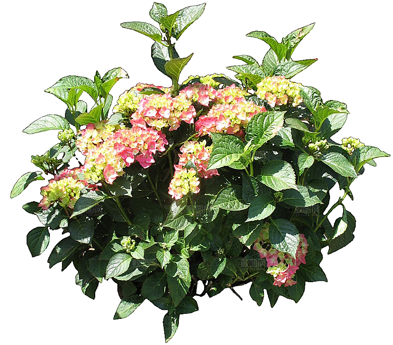 八仙花png免抠元素