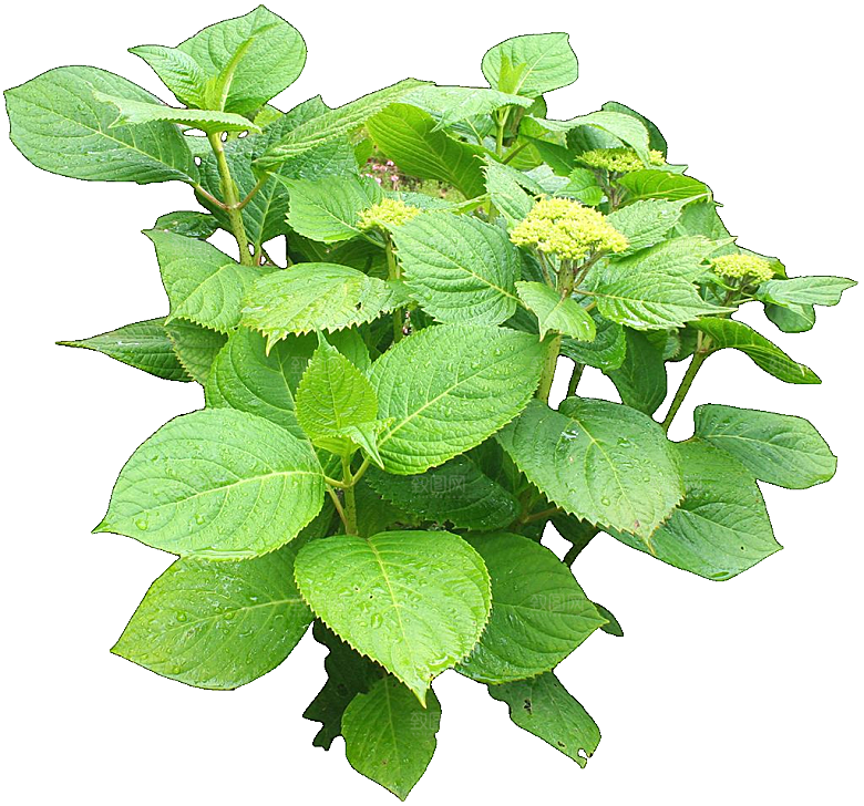 八仙花png免抠元素