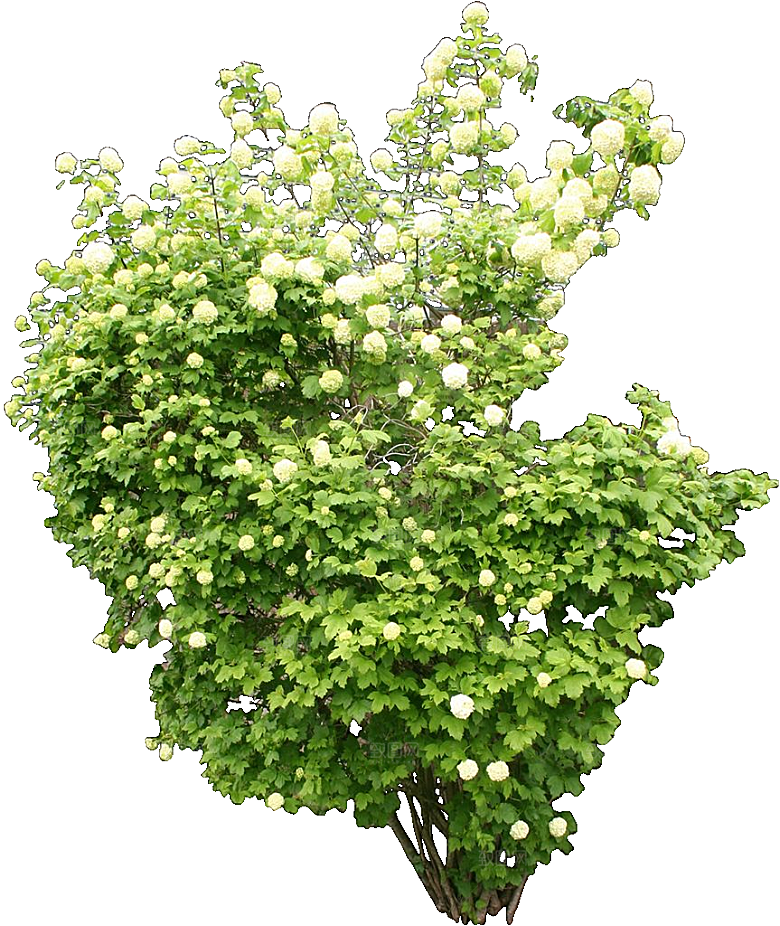 八仙花png免抠元素