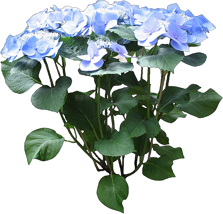 八仙花png免抠元素