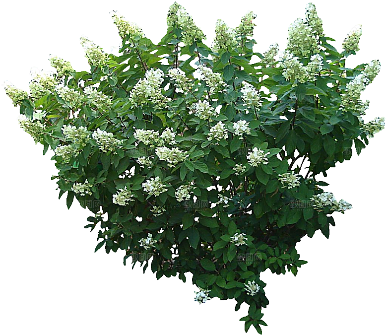 圆锥八仙花png素材