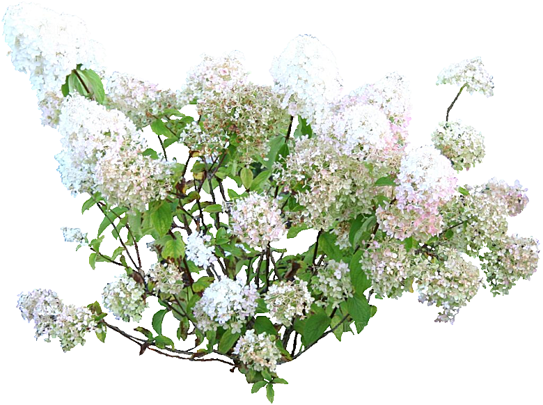 圆锥八仙花png素材