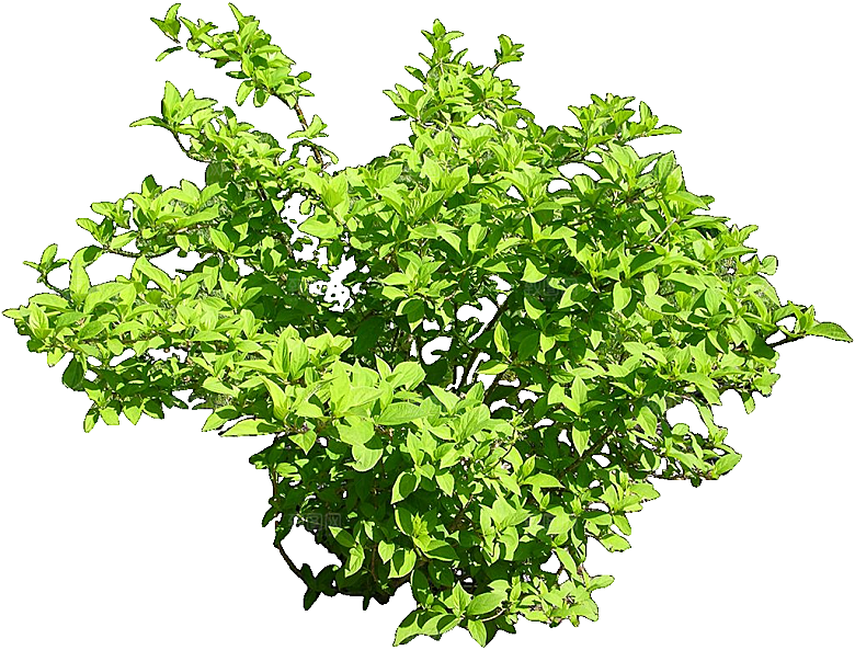 圆锥八仙花png素材