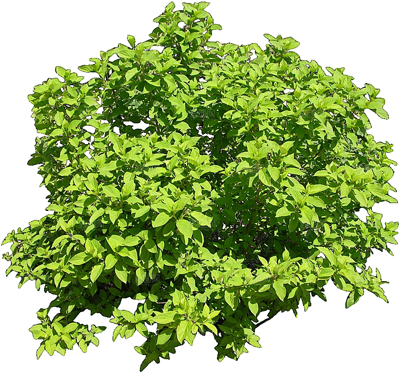 圆锥八仙花png素材