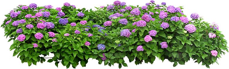 银边绣球花花卉png素材