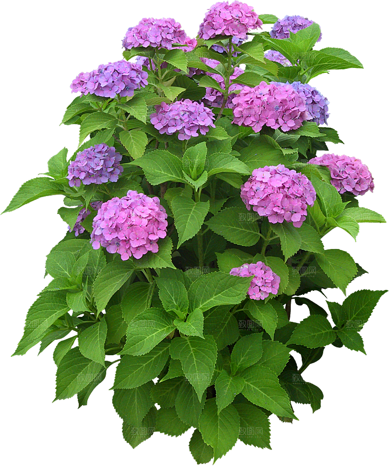 银边绣球花花卉png素材