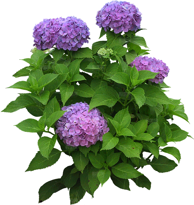 银边绣球花花卉png素材