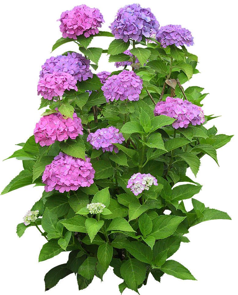 银边绣球花花卉png素材