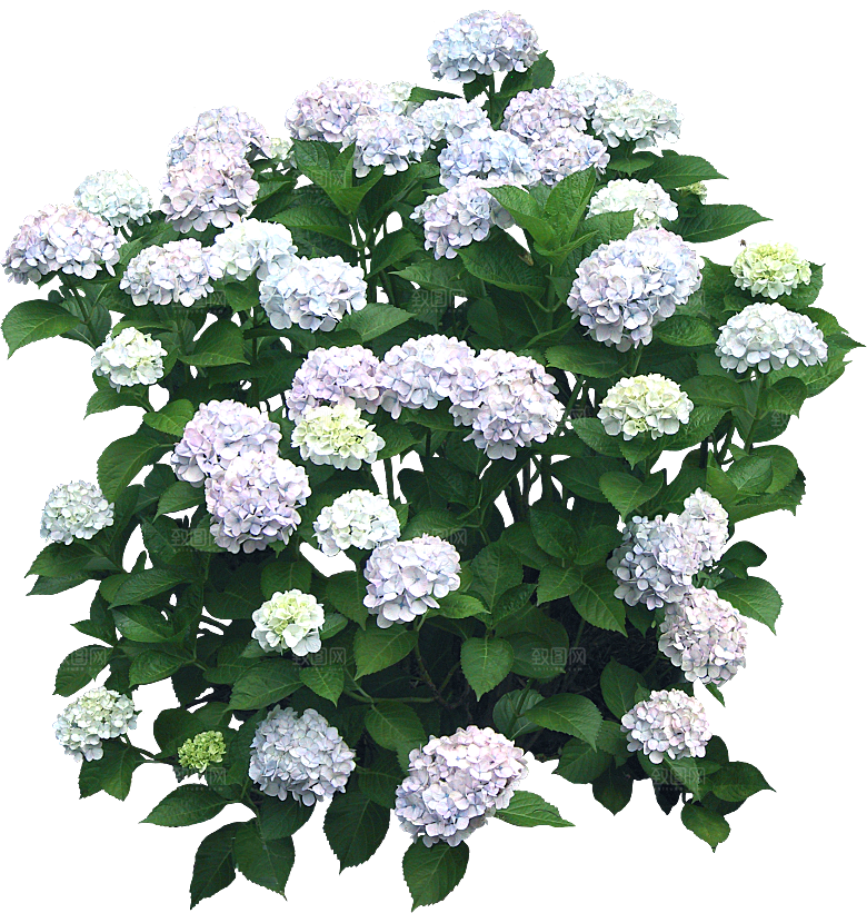 银边绣球花花卉png素材