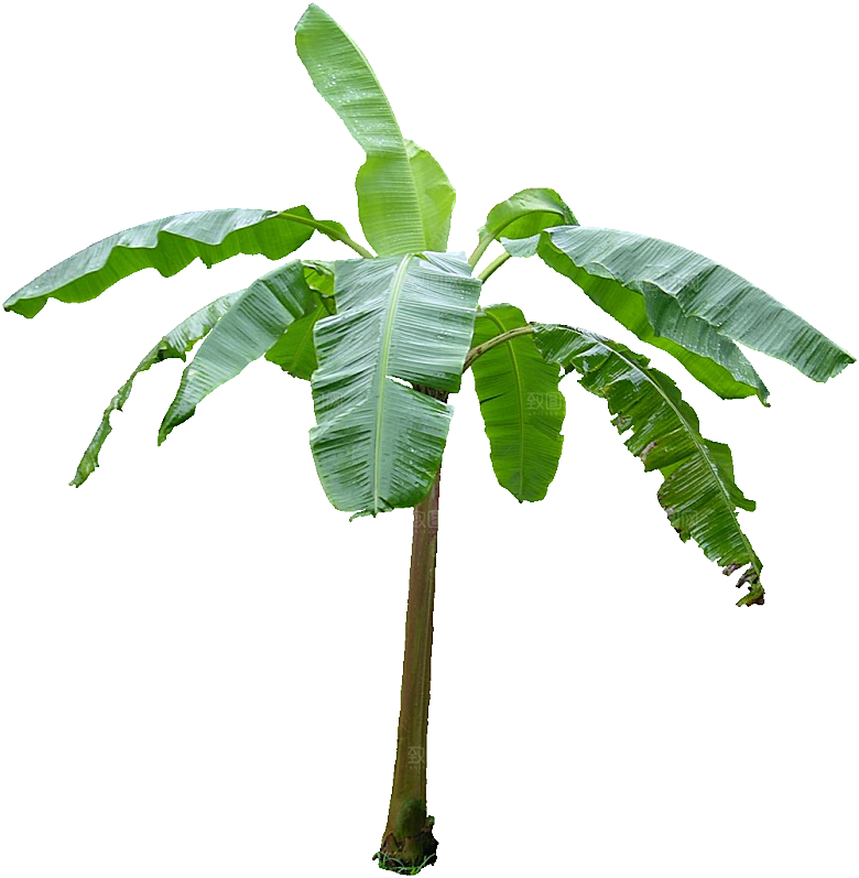 芭蕉树木png素材