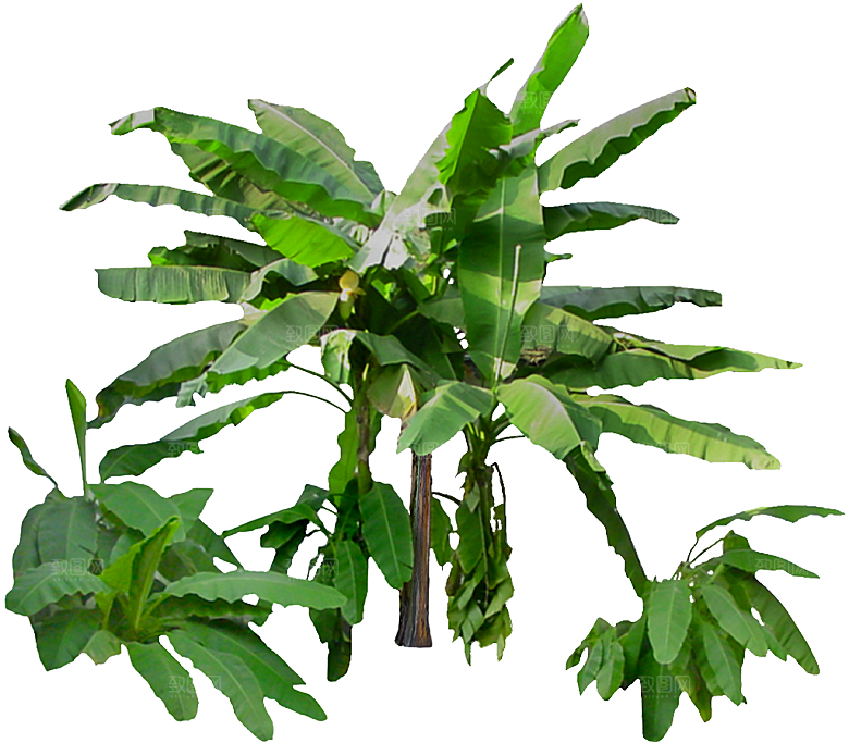 芭蕉树木png素材