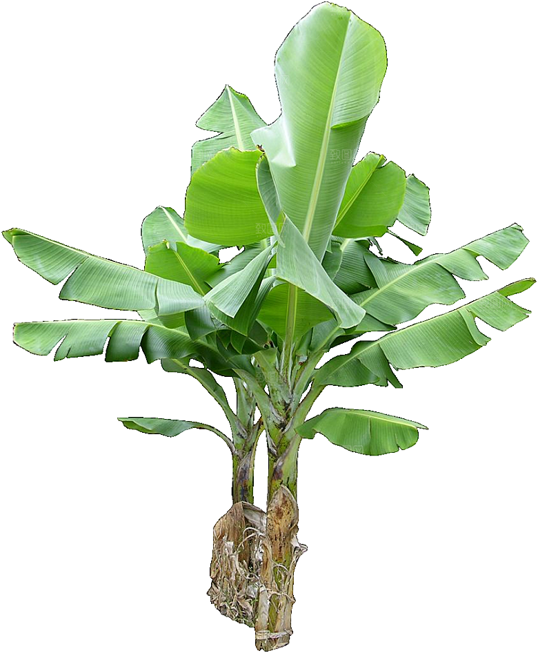 芭蕉树木png素材