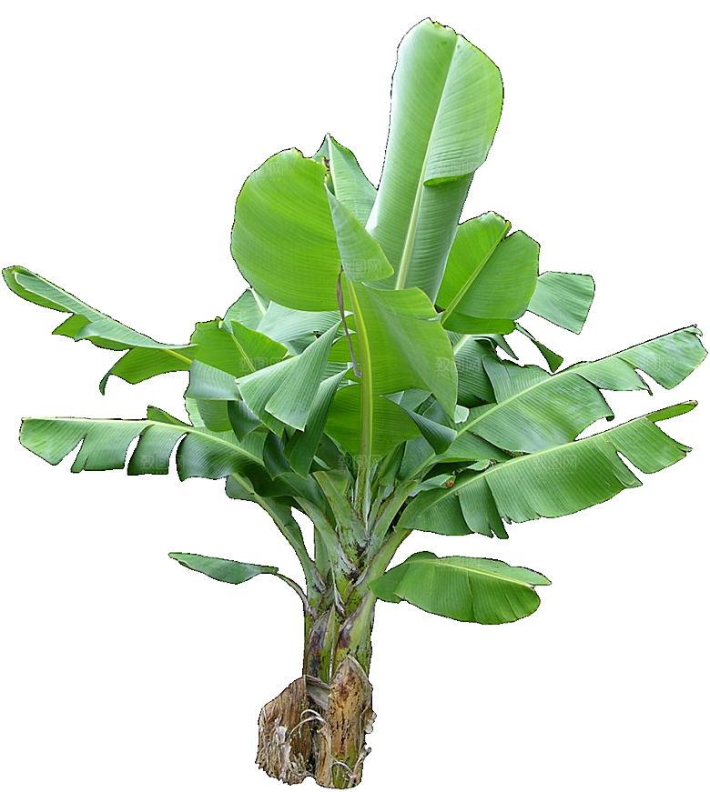 芭蕉树木png素材