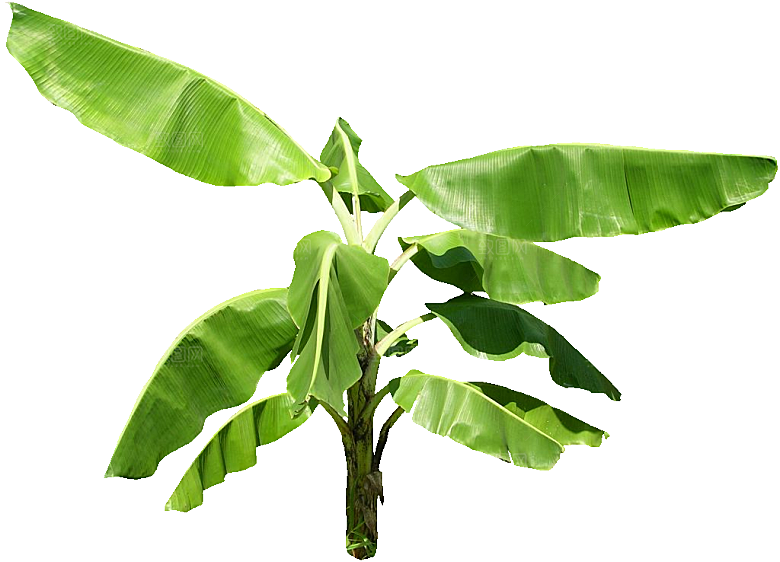 芭蕉树木png素材