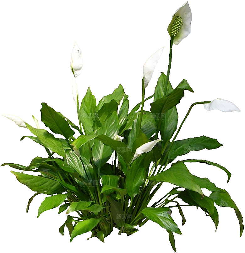白鹤芋免抠元素png素材