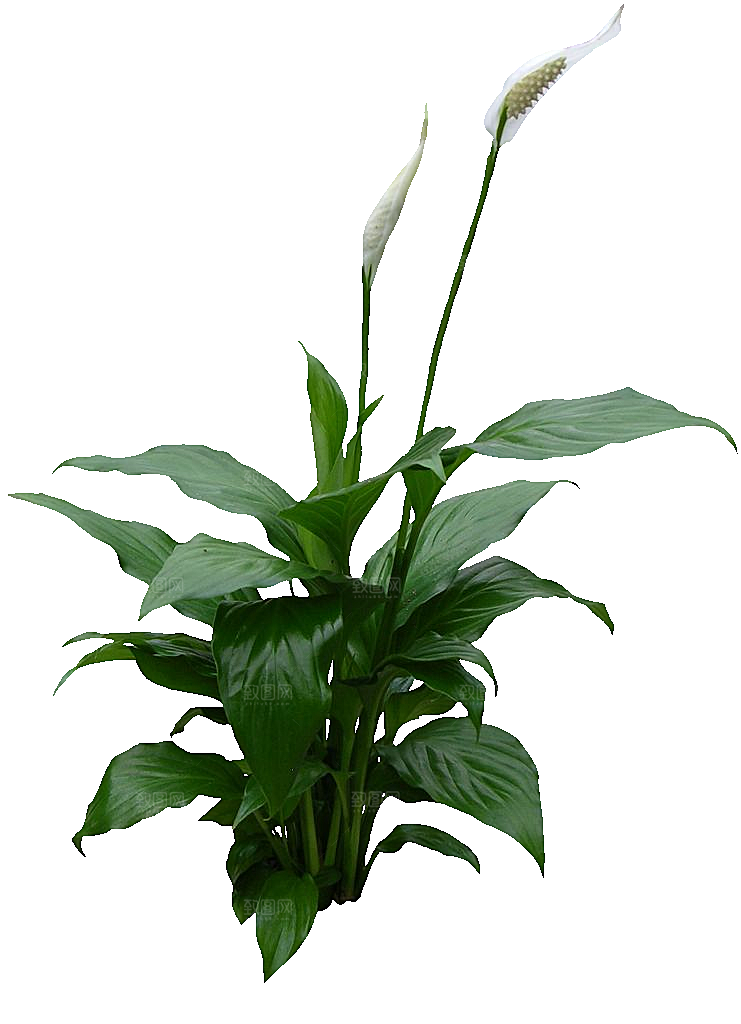 白鹤芋免抠元素png素材