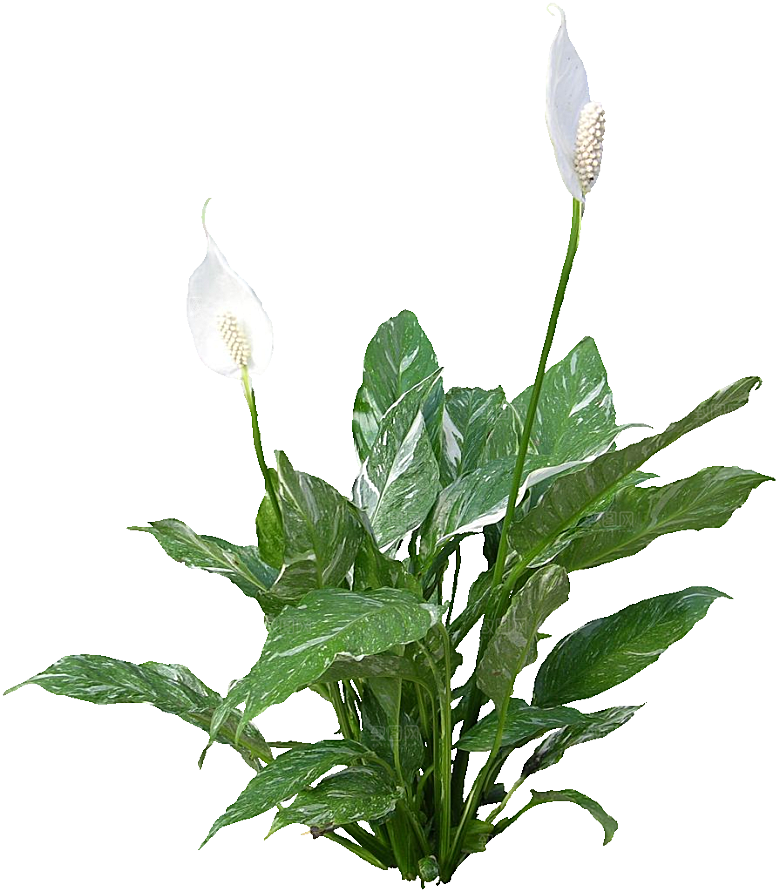 白鹤芋免抠元素png素材