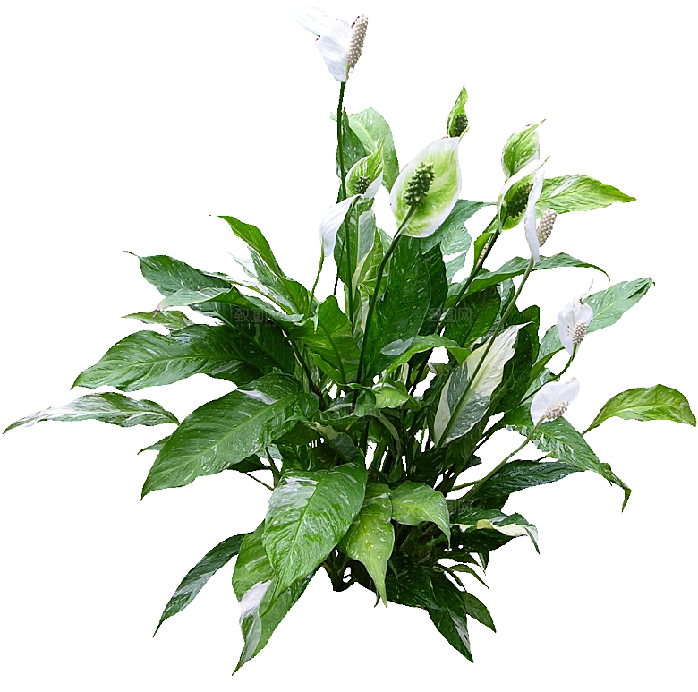 白鹤芋免抠元素png素材