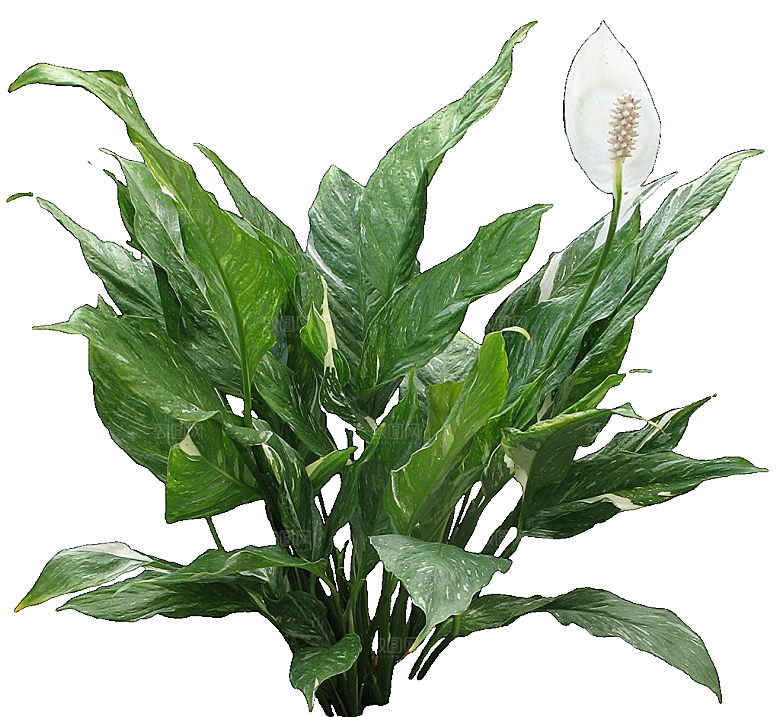 白鹤芋免抠元素png素材