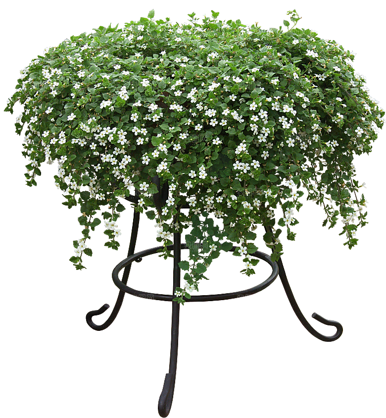 白可花免抠素材png素材