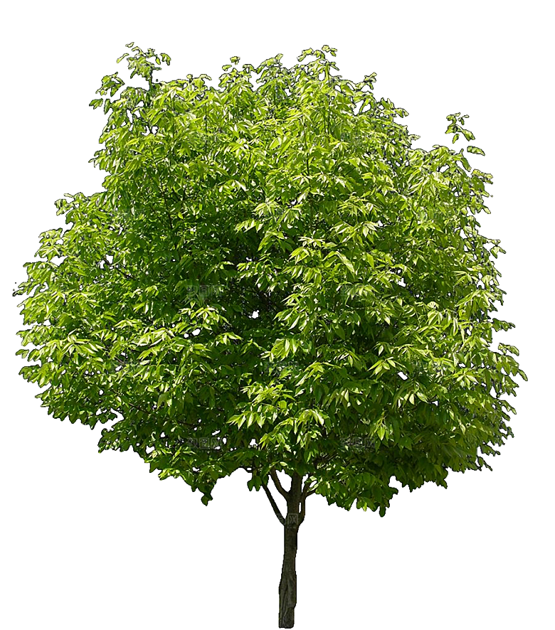 美国白蜡植物免抠素材