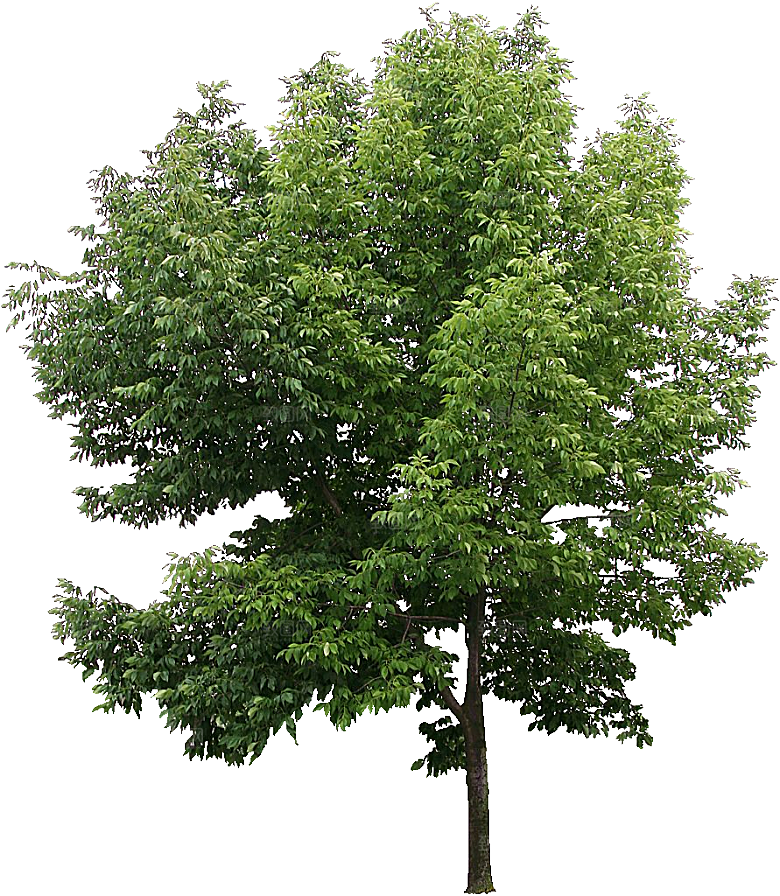 美国白蜡植物免抠素材