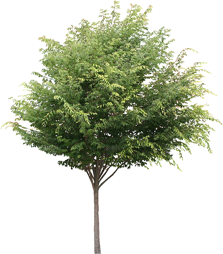 美国白蜡植物免抠素材