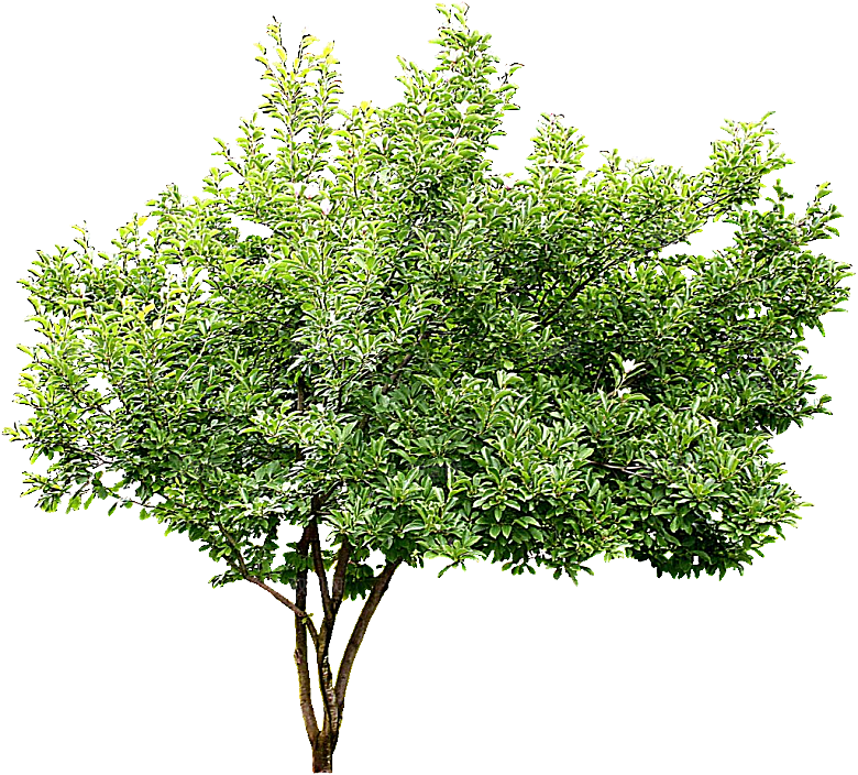 白玉兰植物png素材