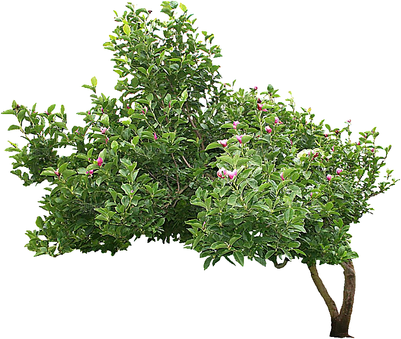 白玉兰植物png素材