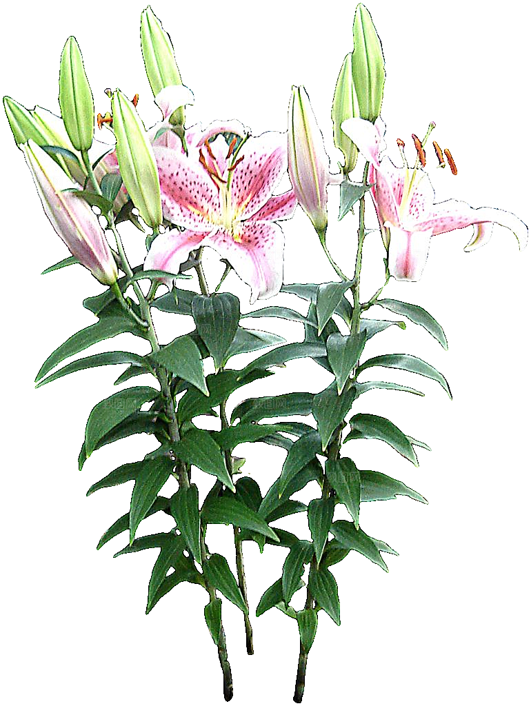 百合花盆栽免抠元素