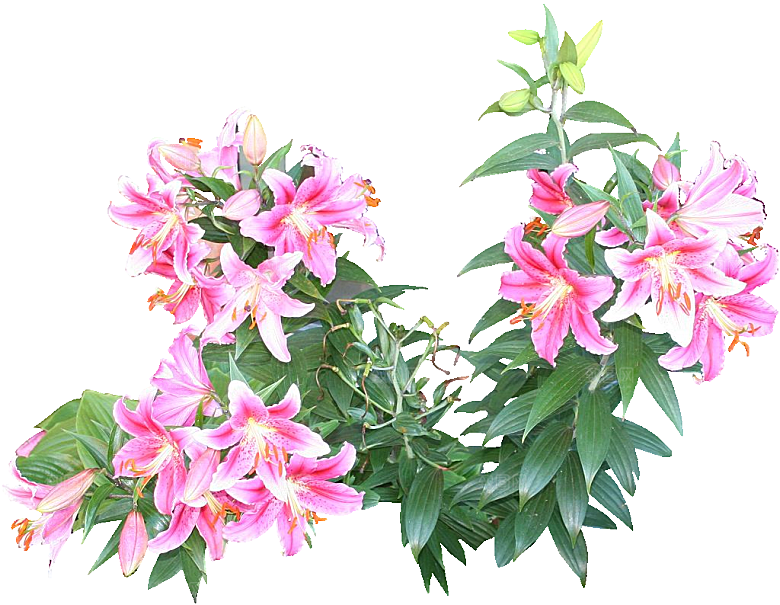 百合花盆栽免抠元素