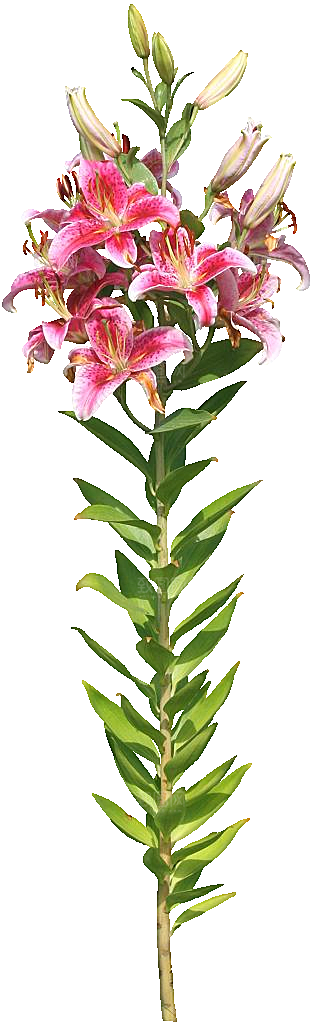 百合花盆栽免抠元素