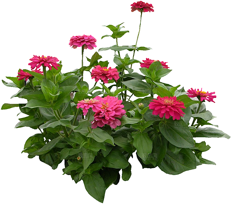 百日草免抠元素png