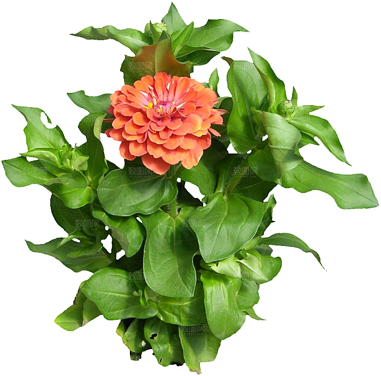 百日草免抠元素png