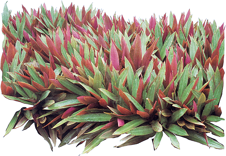 蚌花植物免抠元素png素材