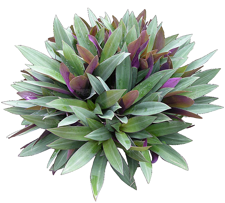 蚌花植物免抠元素png素材