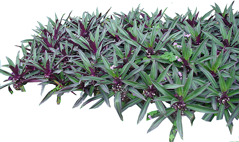 蚌花植物免抠元素png素材