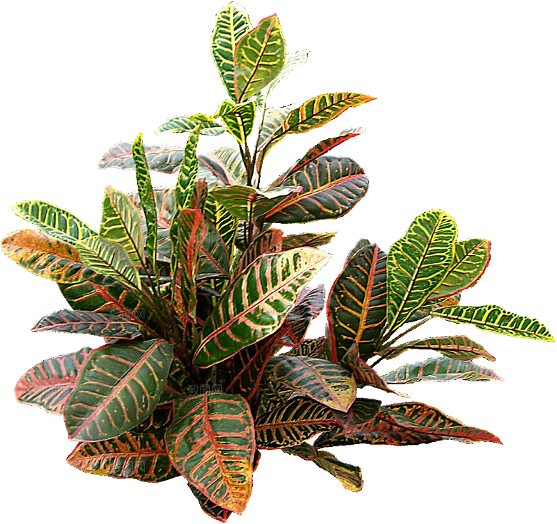 变叶木免抠元素植物素材