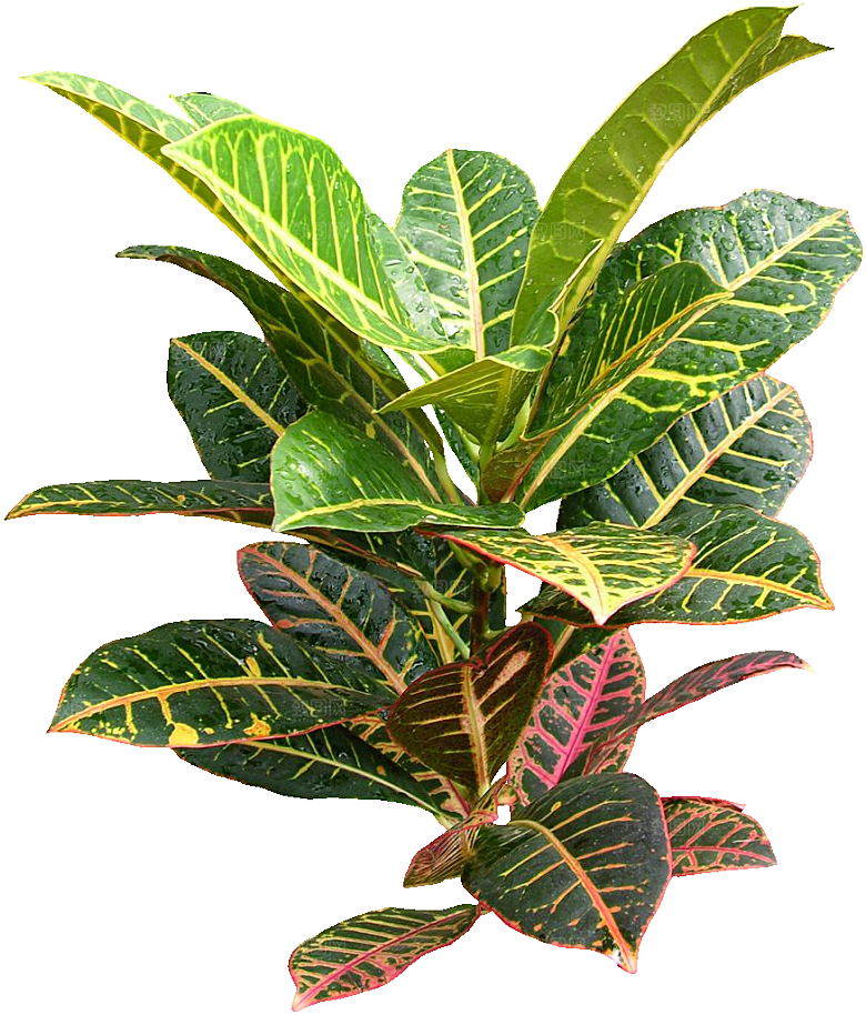 变叶木免抠元素植物素材