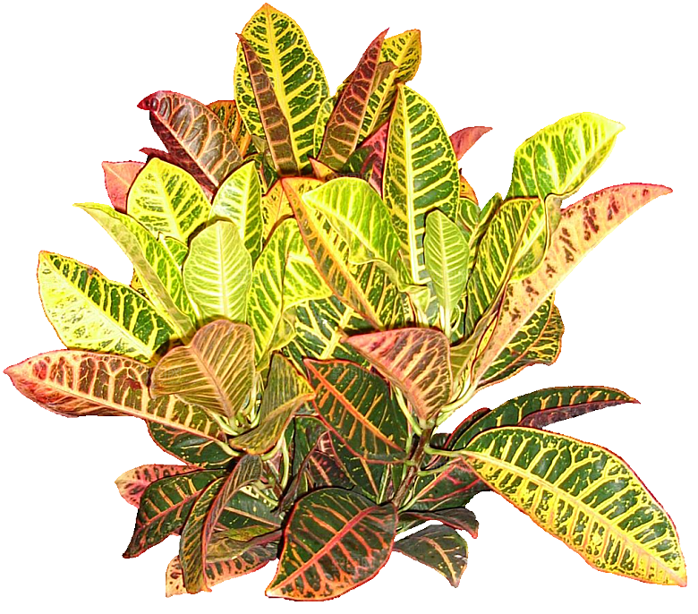 变叶木免抠元素植物素材