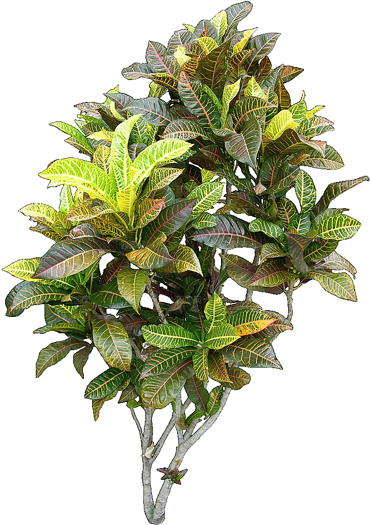 变叶木免抠元素植物素材