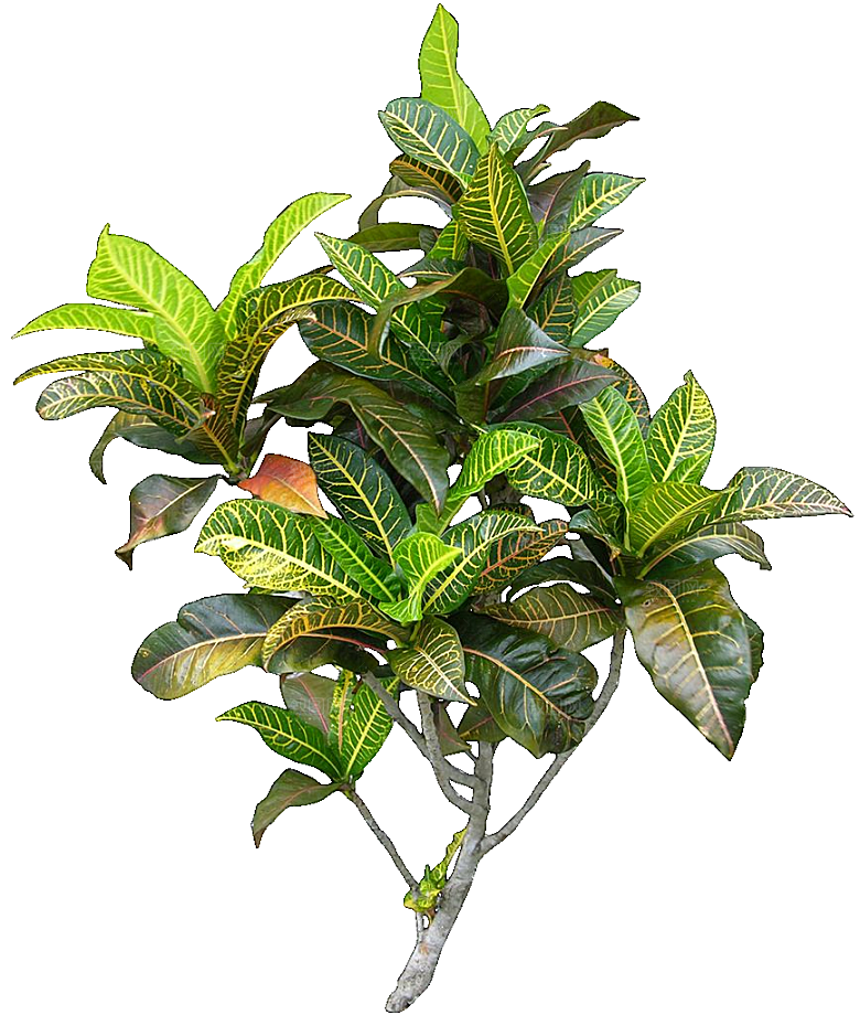 变叶木免抠元素植物素材