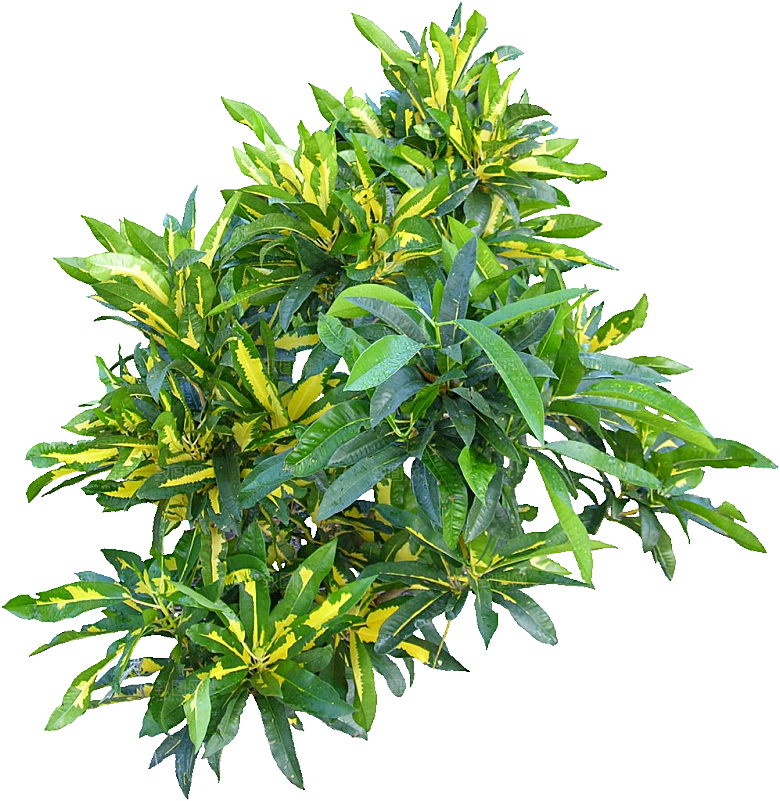 变叶木免抠元素植物素材