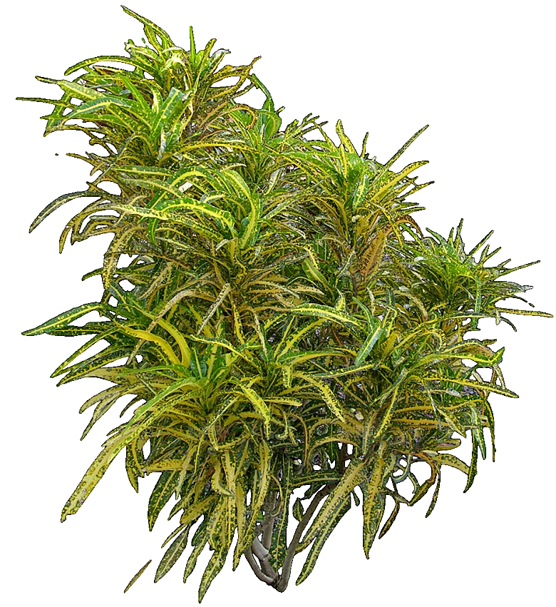 变叶木免抠元素植物素材