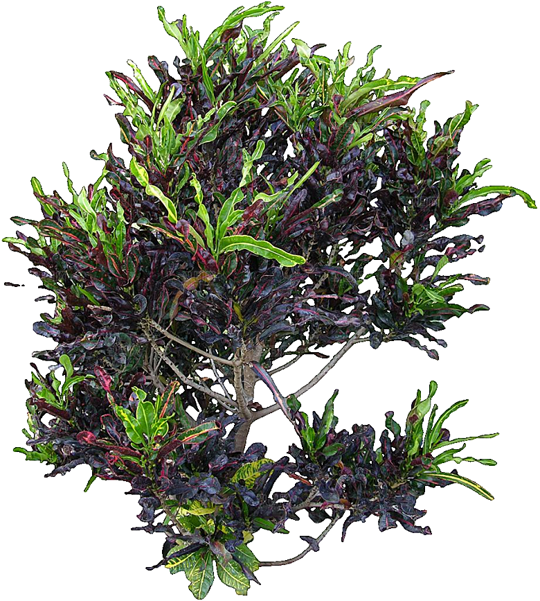 变叶木免抠元素植物素材