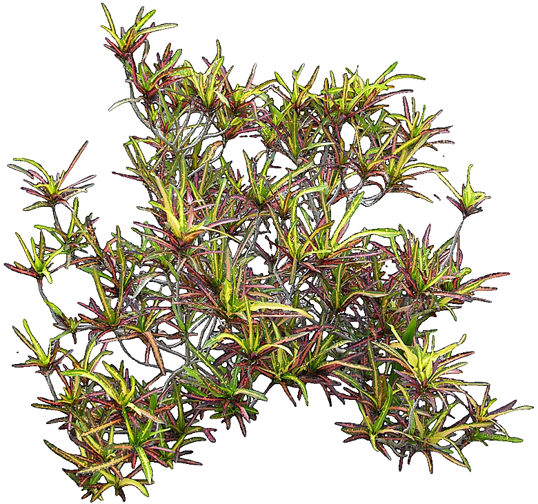 变叶木免抠元素植物素材